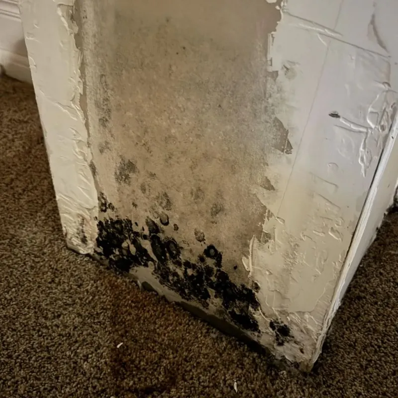 Professional Mold Removal in Bristol, IN